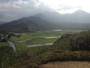 Farmland on Kauai