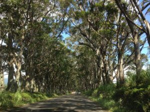 Tree Tunnel on Kauai